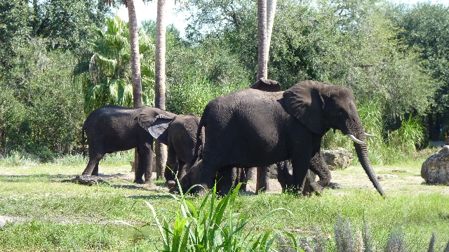 Kilimanjaro Safari em Disney Animal Kingdom