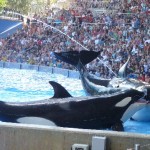 Sea World Orlando